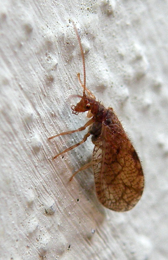 Neuroptera in giardino: Micromus angulatus - Hemerobiidae